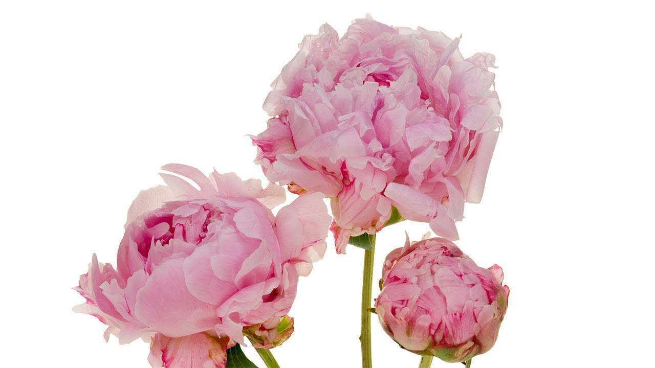 All About Peonies