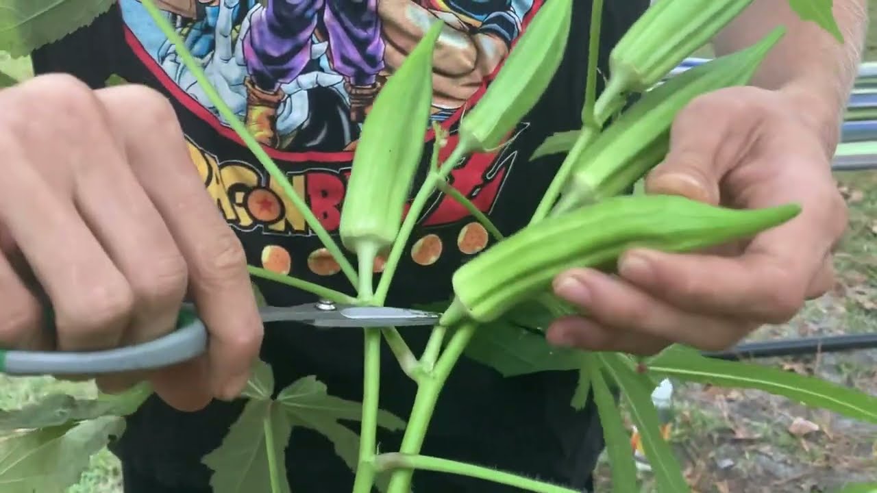 Harvesting Okra! ❤️🌎 