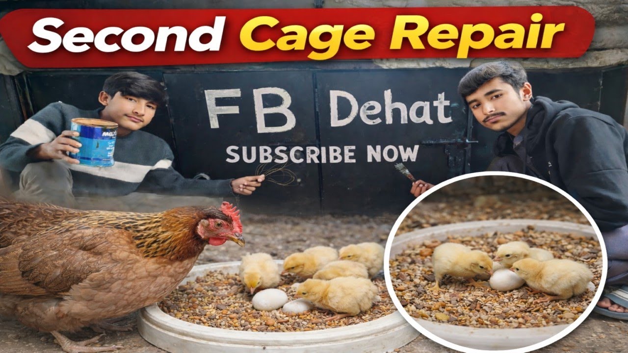 Finaly Second Cage Rapair Ho Gya llFB Dehat Today Vlog