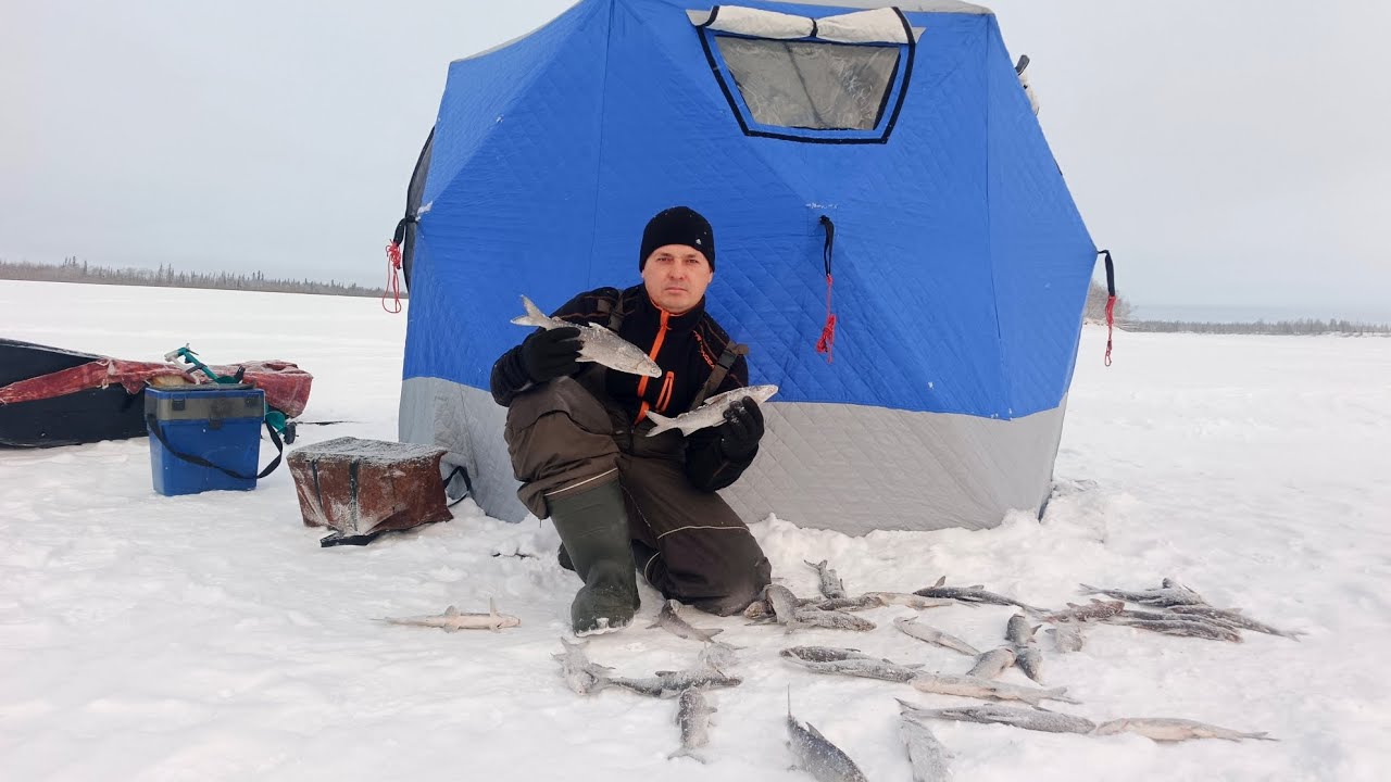 Супер рыбалка Сиг пыжьян#рыбалка #fishing 