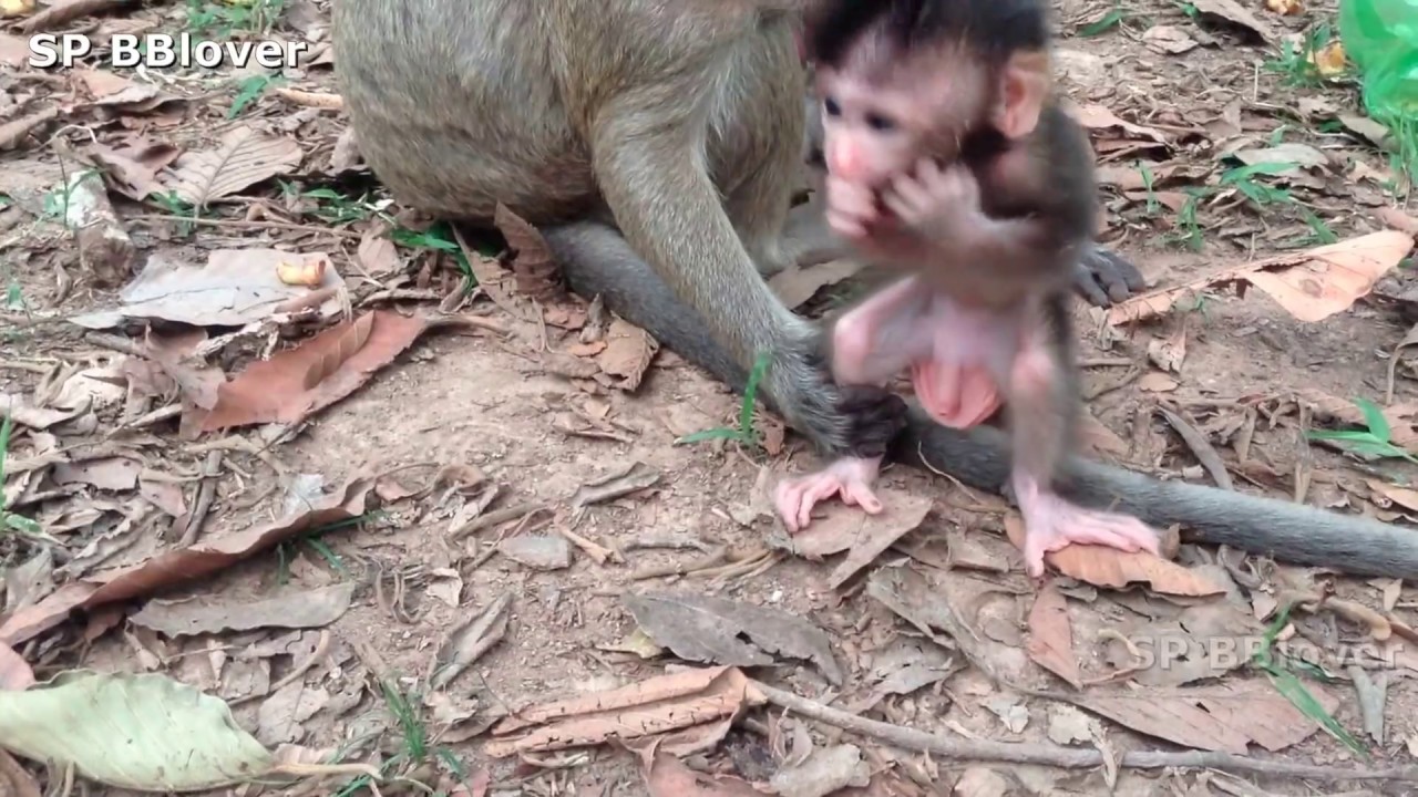 Monkey And Baby 3 - SweetPea Want To Walk