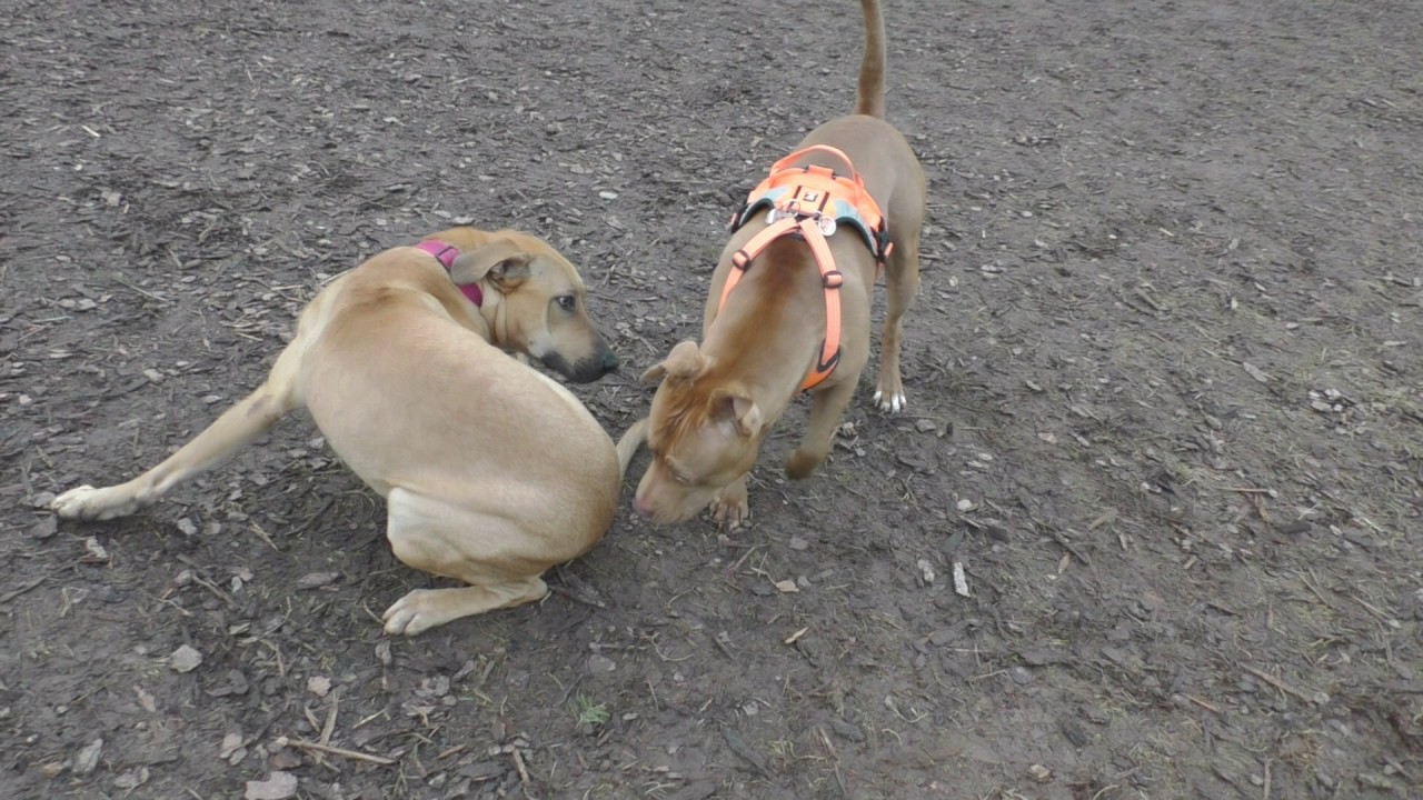 Körpersprache der Hunde: Teil 1.3