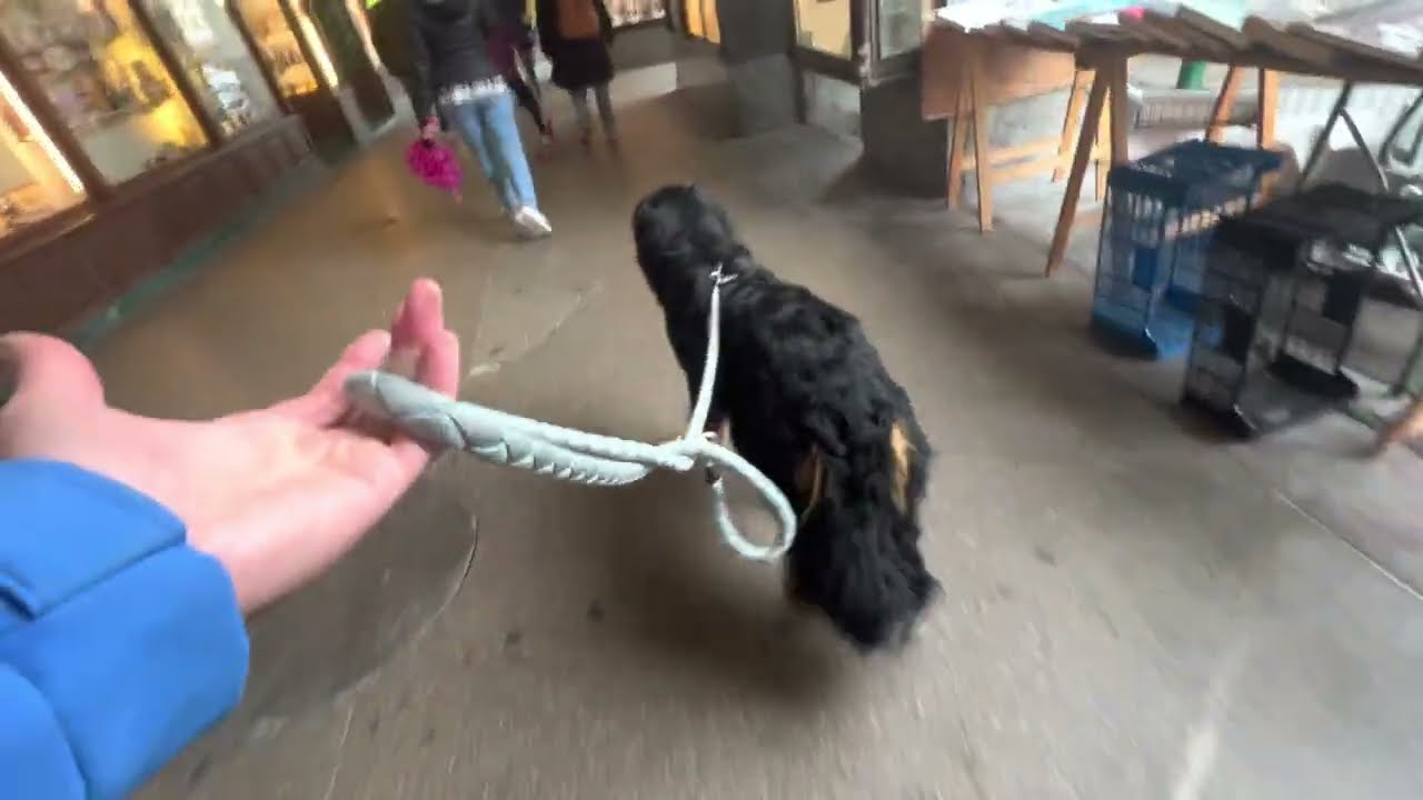 Un cane pauroso può migliorare se...