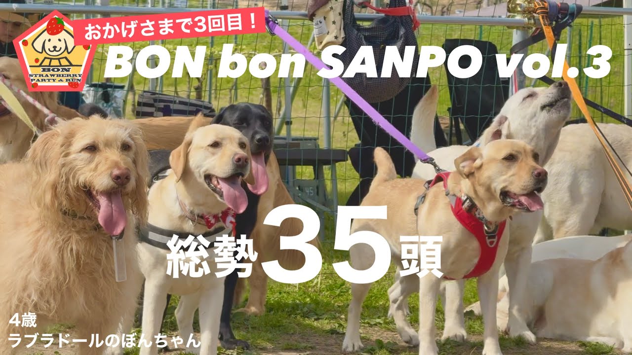【ラブラドール#165】おかげさまで3回目！BON bon SANPO vol.3★labrador retriever 大型犬  ラブラドールレトリバー　オフ会　イベント　いちご狩り