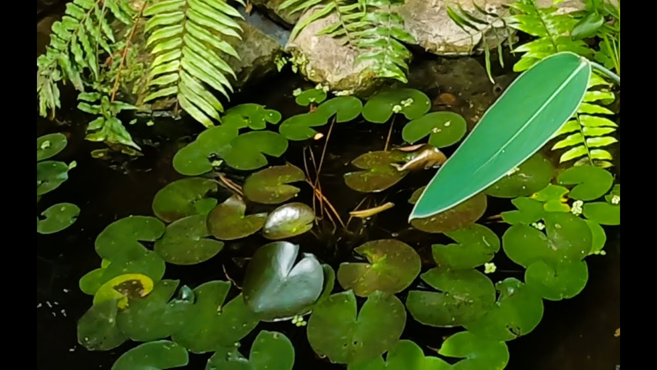 Botanical gardens of buffalo NY -with relaxing music