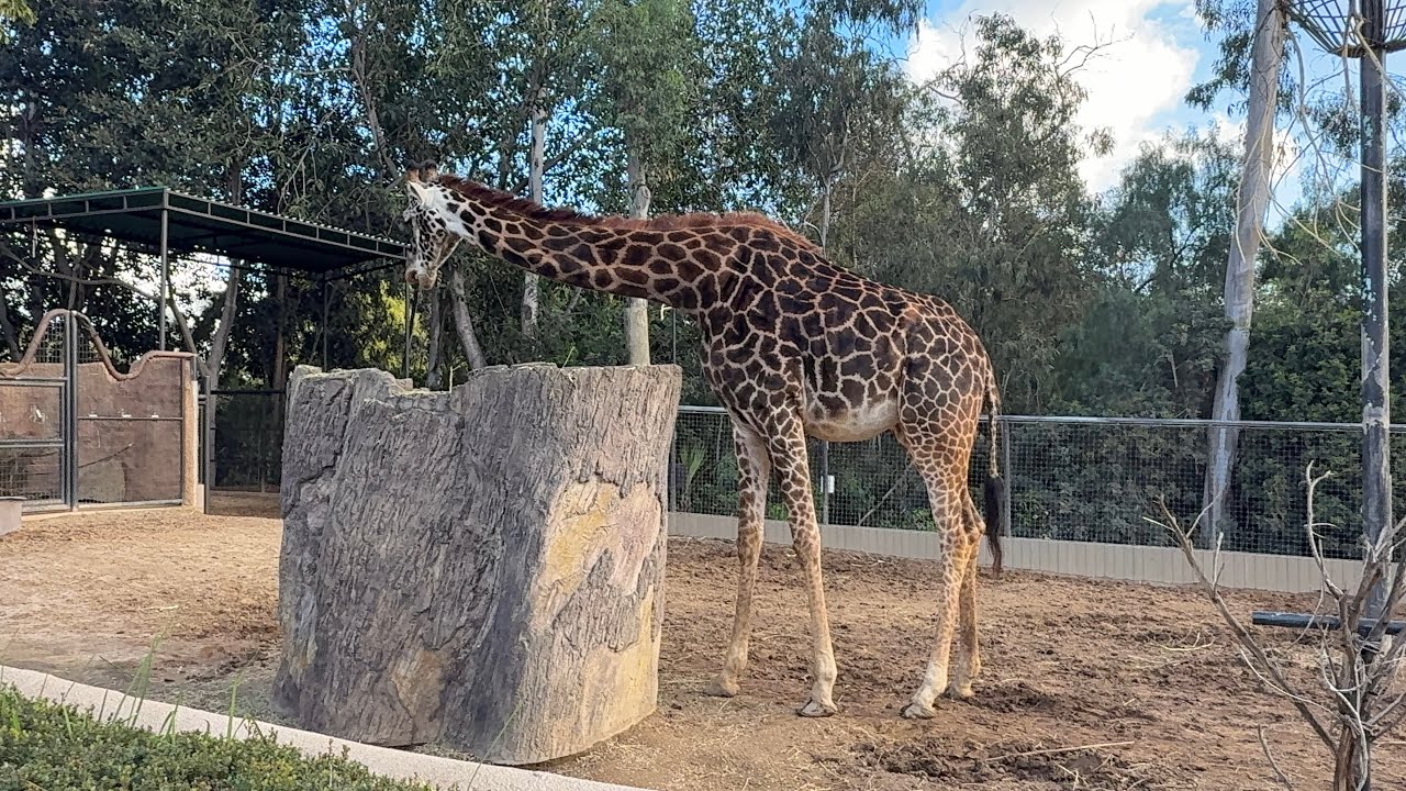 Зоопарк в Сан -Диего . Здесь сняли первое видео для YouTube . San Diego Zoo 