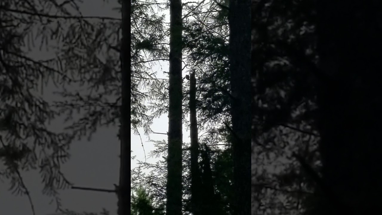 Wood pecker by the Cabin