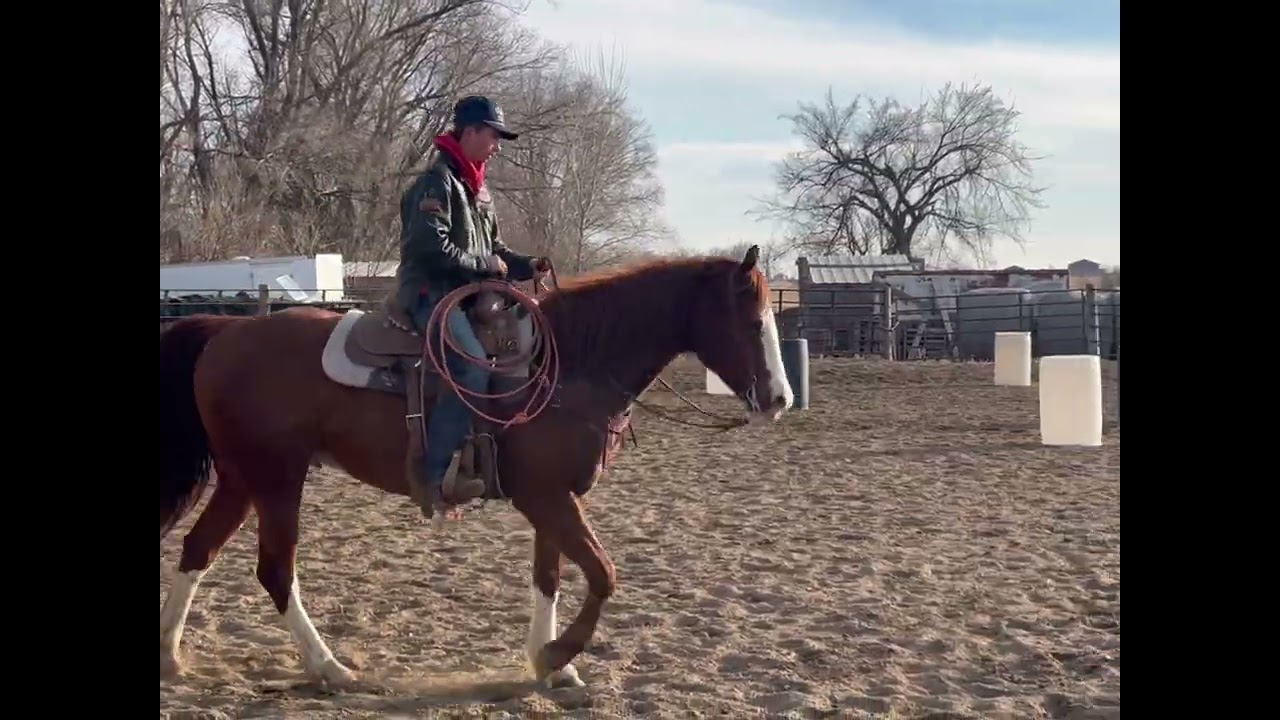 Sox consigned to the Corsica horse sale march 14th