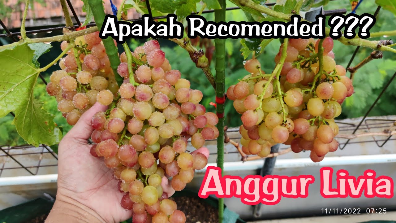 ANGGUR LIVIA | REVIEW APAKAH VARIAN YANG RECOMENDED