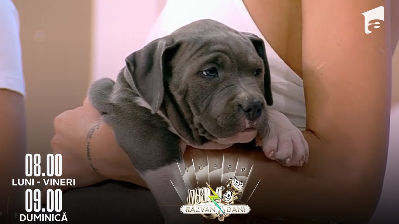 Caracteristicile si particularitatile cainilor din rasa Amstaff