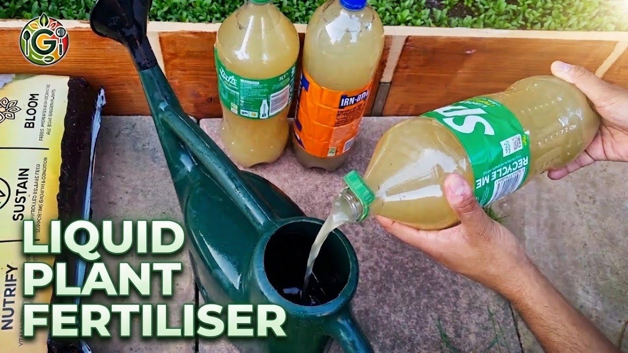 Making our own Liquid Plant Fertiliser from Grass Clippings