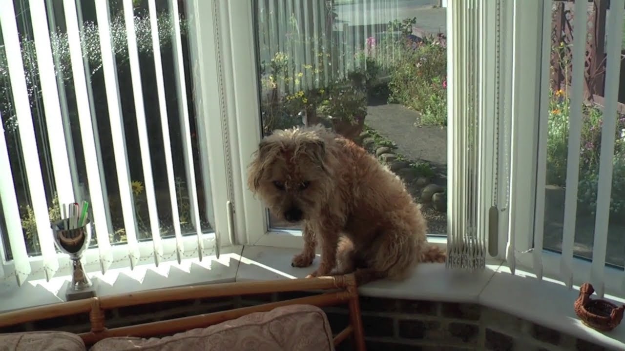 Buster
