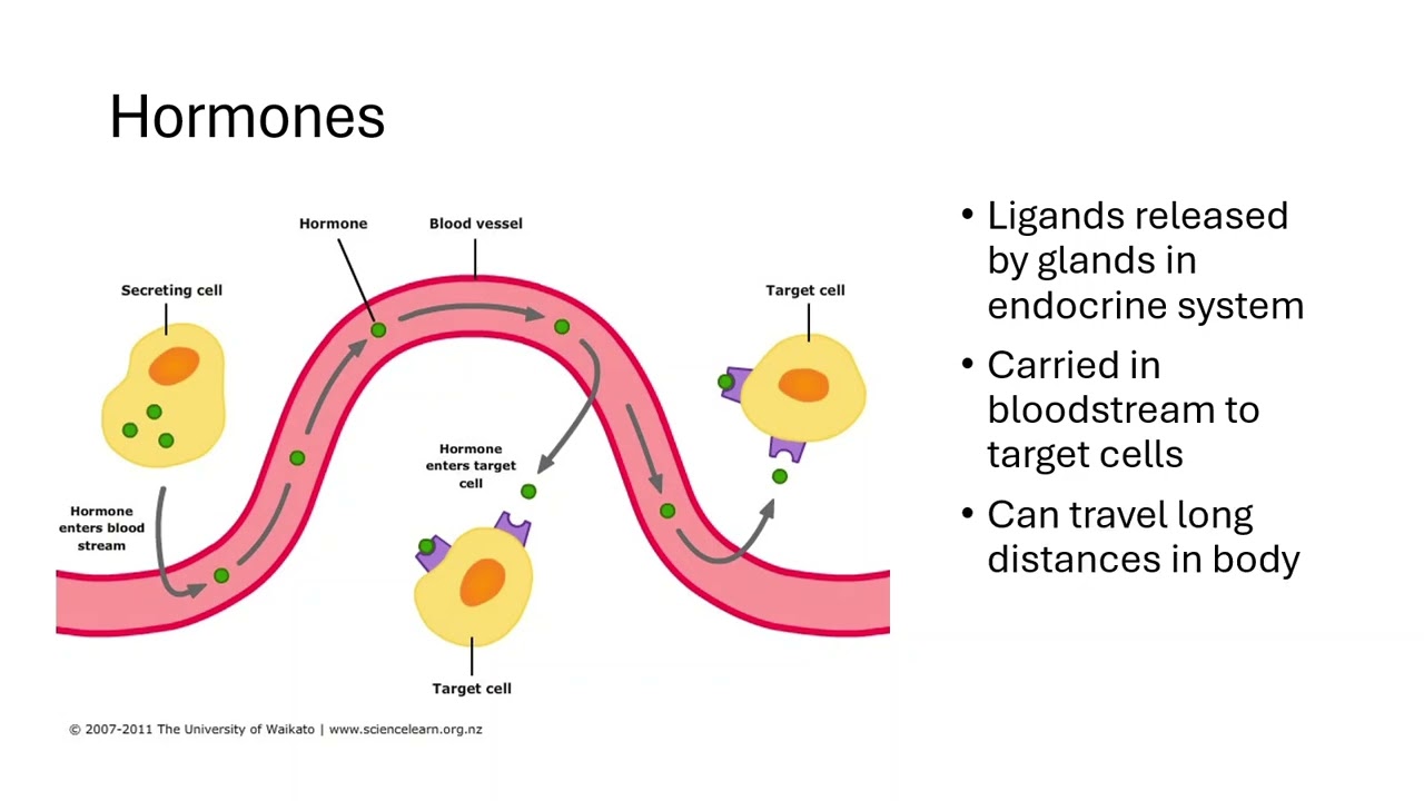 4.2 Introduction to Signal Transduction