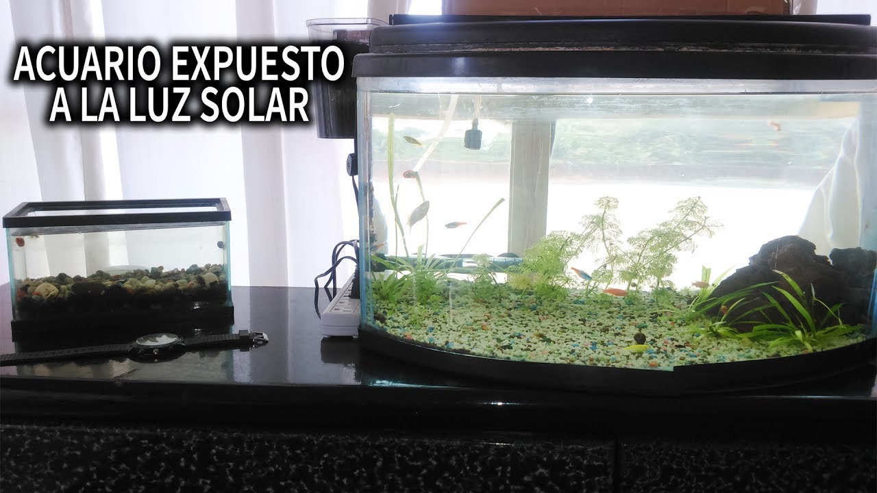ACUARIO EXPUESTO A LA LUZ DEL SOL CON CARACOLES (EXPERIMENTO ACUATICO) | AcuariosLP