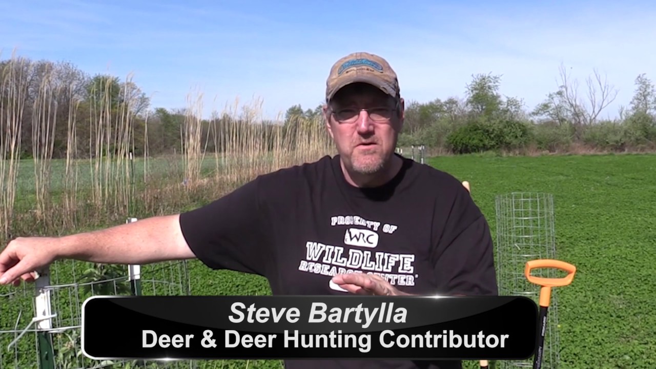 Plant Pear, Persimmon Trees for Better Deer Hunting
