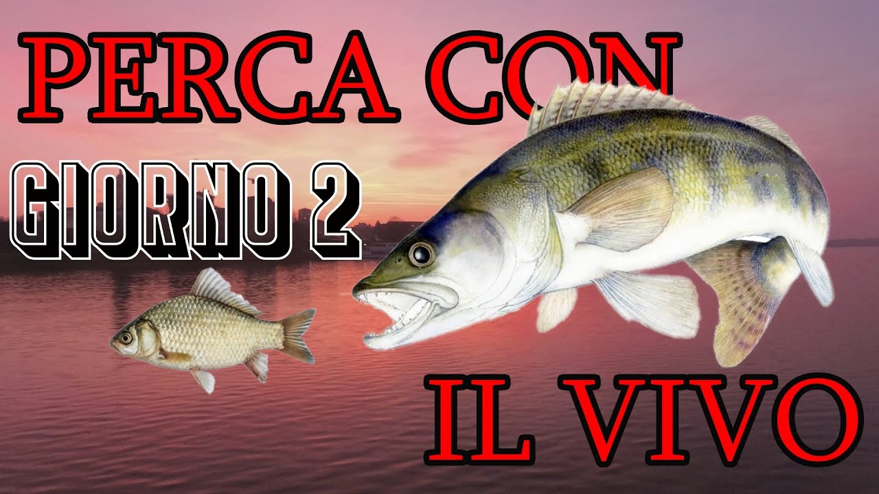 PESCA IN LAGO : PERCA CON IL VIVO ( GIORNO 2 )