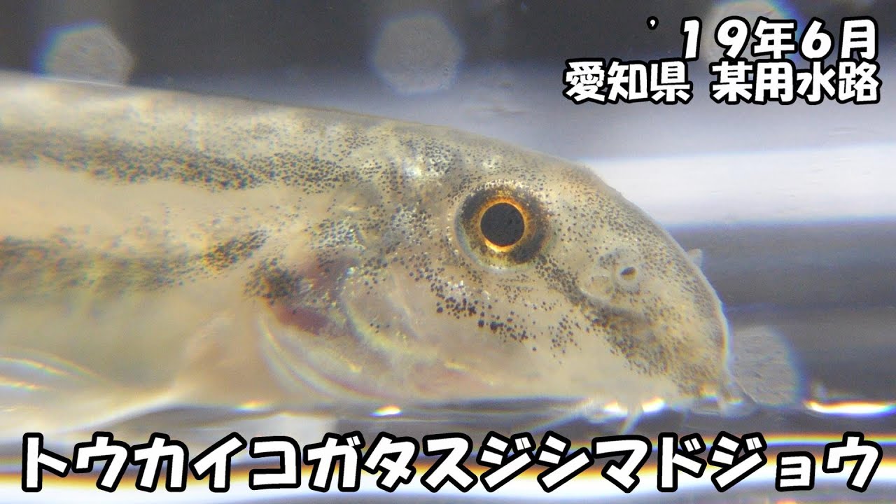 トウカイコガタスジシマドジョウ（&rsquo;１９年６月　豊川水系用水路）