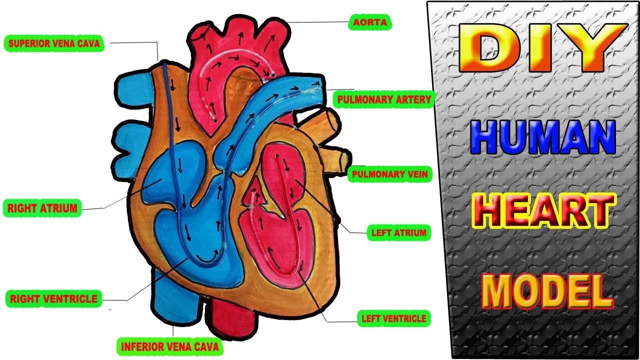 DIY HUMAN HEART WORKING MODEL || SCHOOL PROJECT || PROJECT SOLUTION