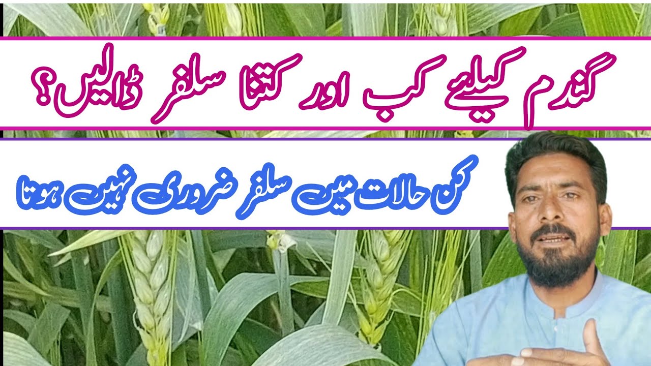 use of sulphur in wheat crop || Arshad Ali