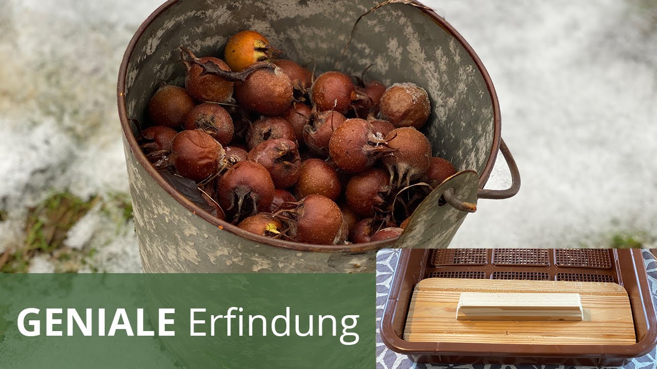 Gesundheitsbombe Mispel, Verwendung, Wirkung