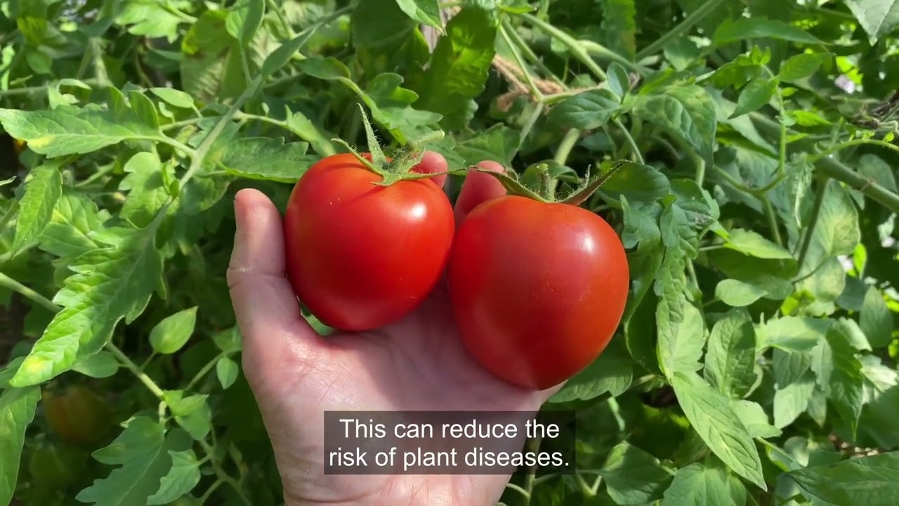 The Best Vegetables for Raised Beds
