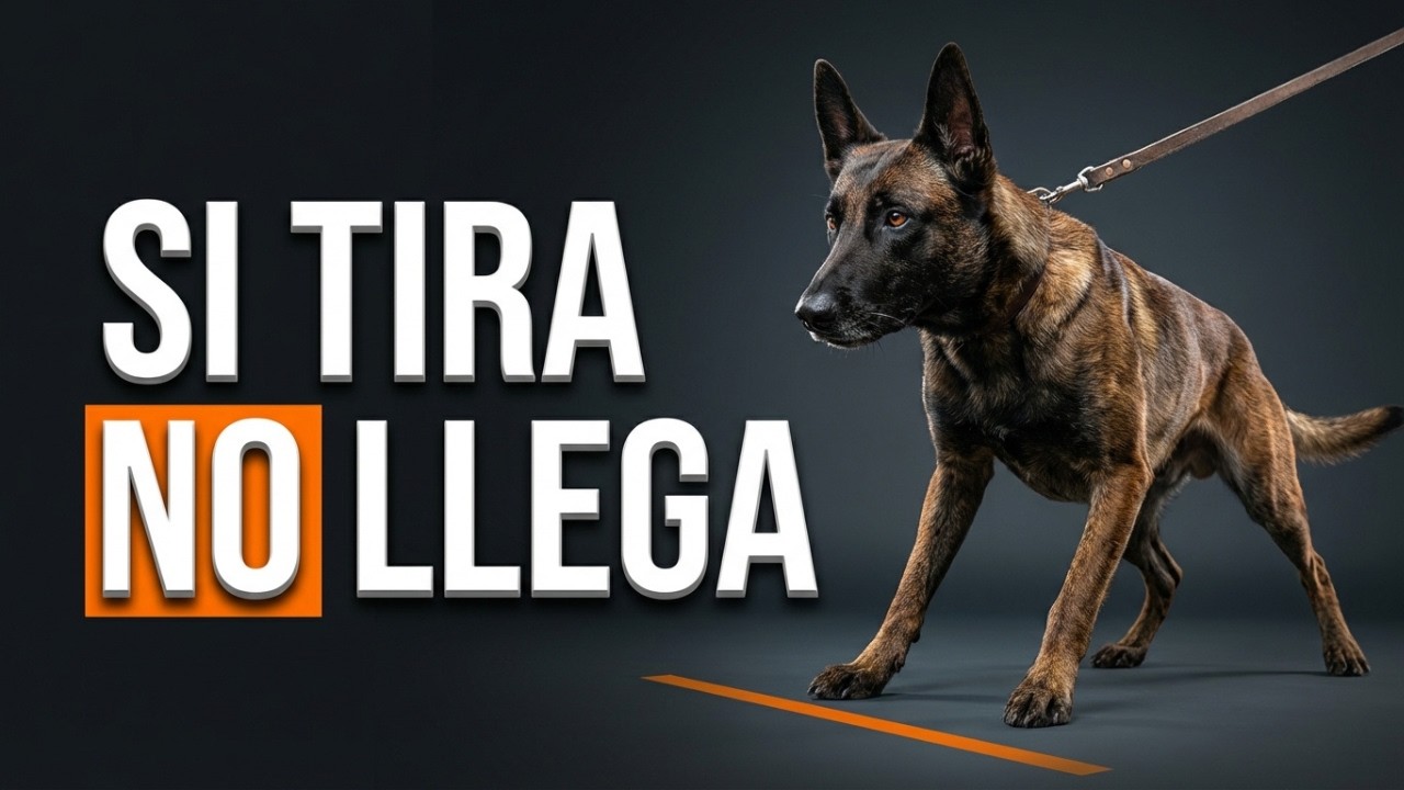 Tu Perro TIRA de la Correa porque la estás usando MAL | aprende a usarla BIEN desde HOY