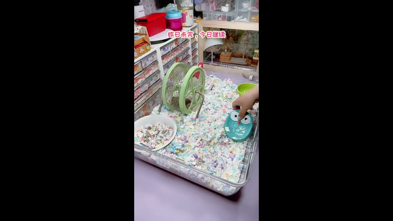 #joyce仓鼠 #洗笼子 #养鼠日常分享 帮我看看嘿嘿出道有希望吗？