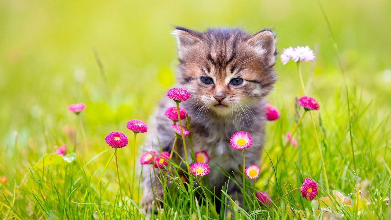 Over 12 Hours of Soothing Music For Cats! Instantly Calm Your Energetic Cats - Music to Relax Cats