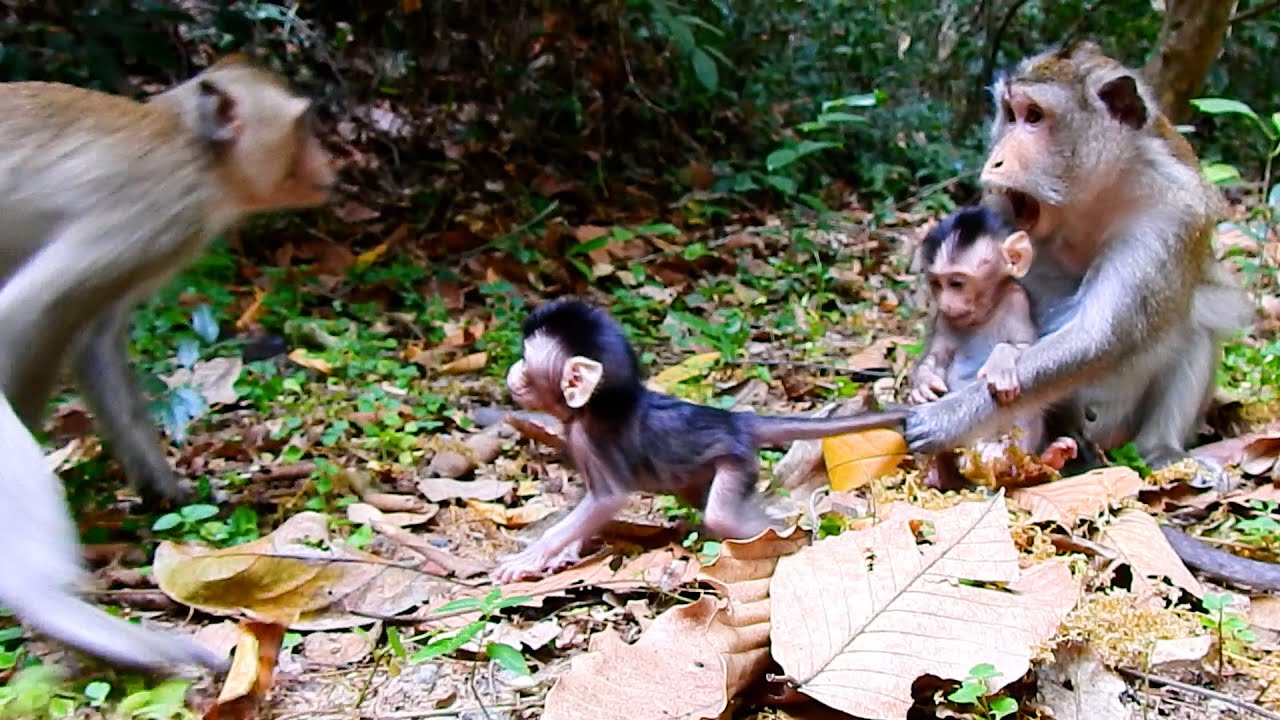 No Adult! What Is Monkey Anna Speaking Kimsoth While Cute BB AMINA Walking To Her?