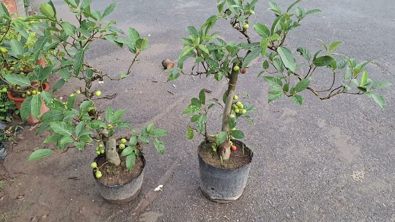 Bán cây sung nếp siêu quả bonsai đẹp 0977973535