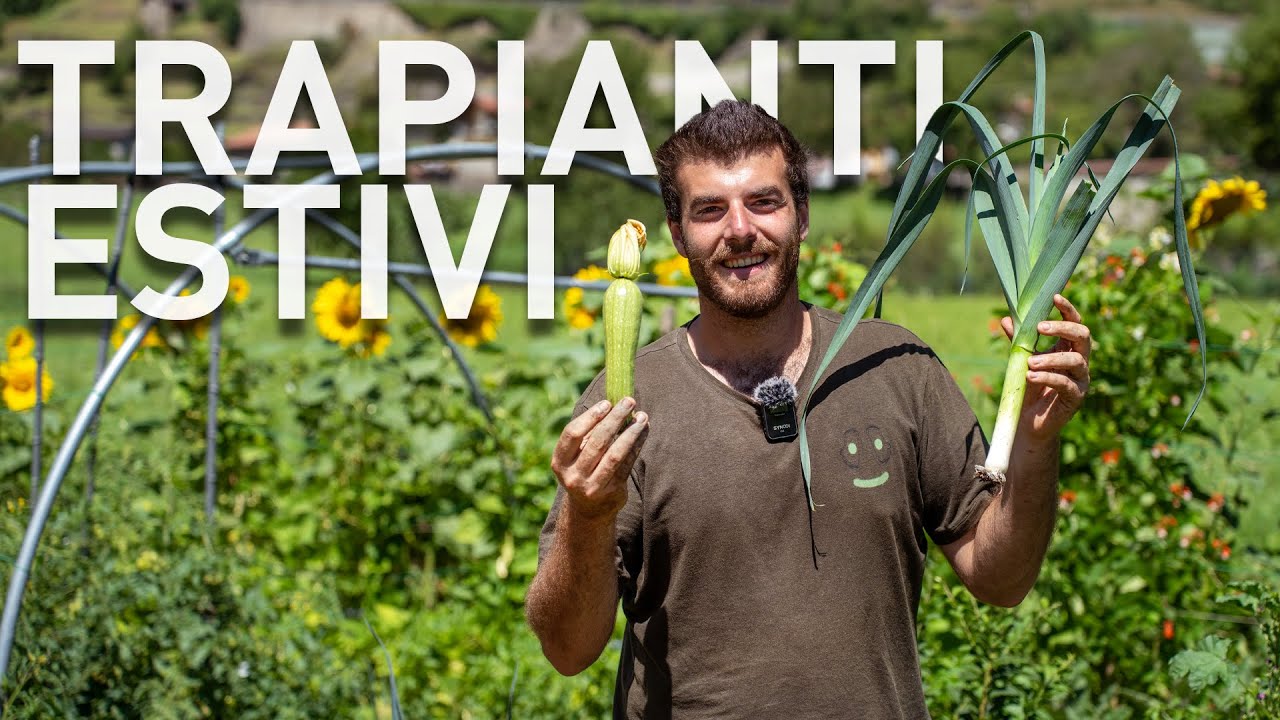ORTAGGI da trapiantare a LUGLIO e AGOSTO