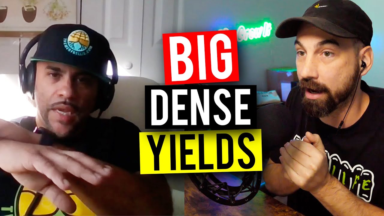 How To MAXIMIZE Yield Using Plant Training Techniques! (Garden Talk #98)