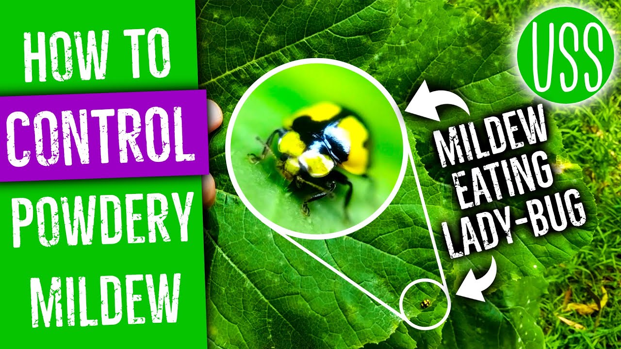 How To Control Powdery Mildew with Milk or Lady Bugs
