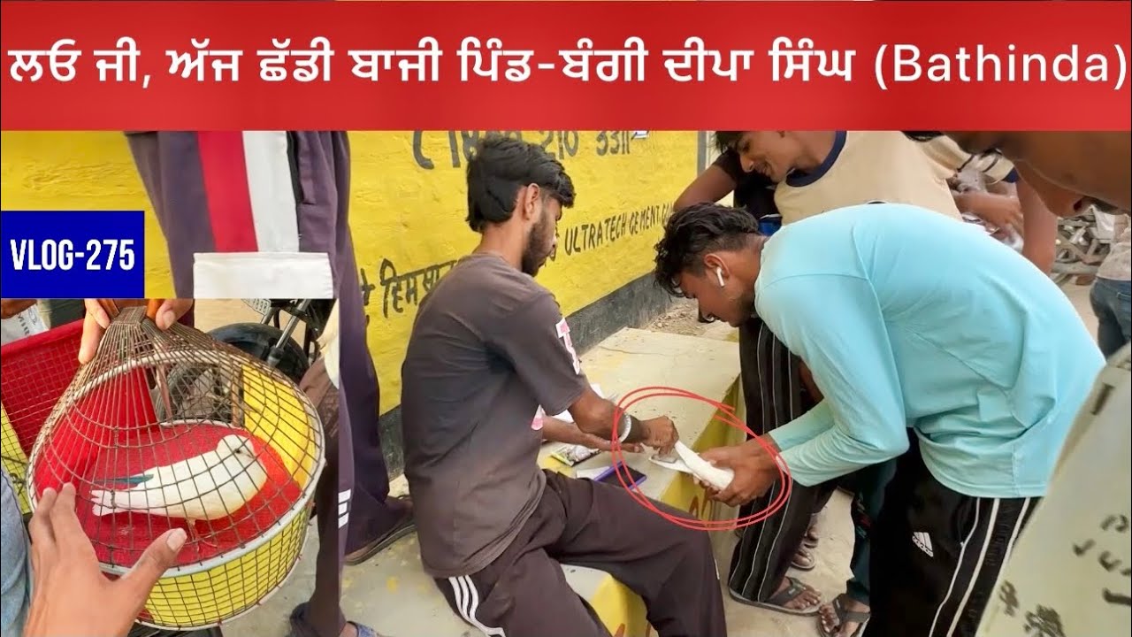 ਲਓ ਜੀ, ਅੱਜ ਆਪਣੀ ਹਰੀ ਕਾਂਤ ਵਾਲੀ ਕਬੂਤਰੀ🕊️ਛੱਡ ਦਿੱਤੀ ਬਾਜੀ(ਪਿੰਡ-Bangi)|| ਚੌਥੀ ਹਾਰ ਗਈ|| ਦੇਖੋ ਸਾਰੀ video