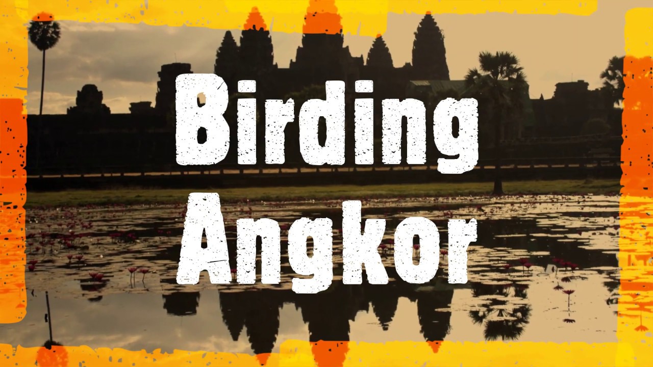 Angkor Birding Tour Destination in Cambodia