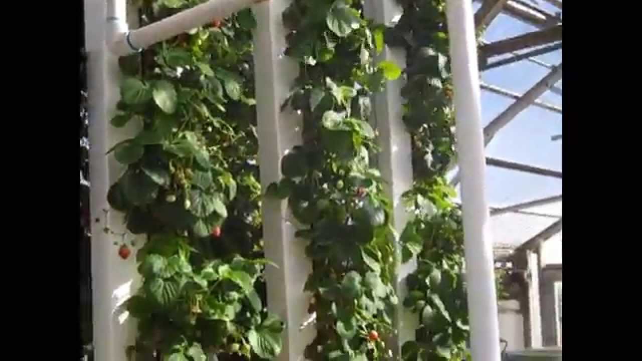 ZipGrow™ Vertical strawberries - Dr. Storey's Doctoral Research Throwback Video