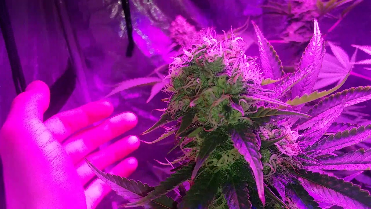 Checking out the Northern Lights from Vision seeds! Plz see description! ☺