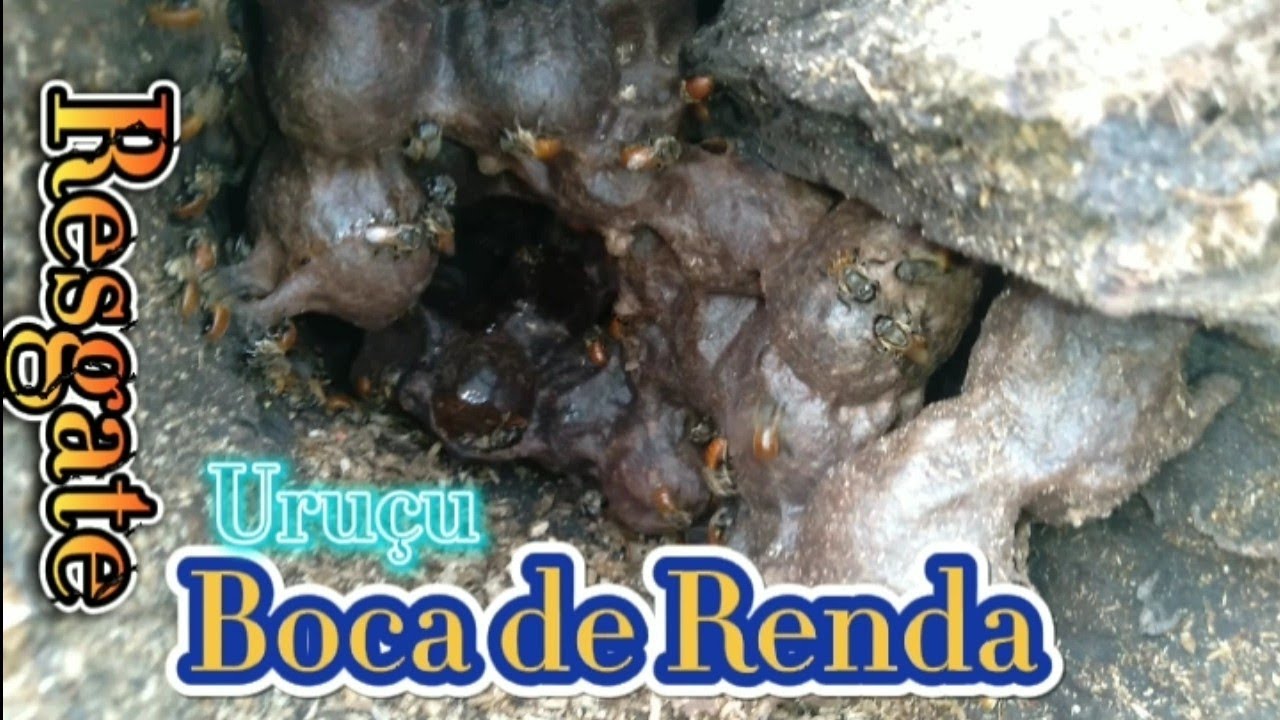 Resgate Uruçu Boca de Renda