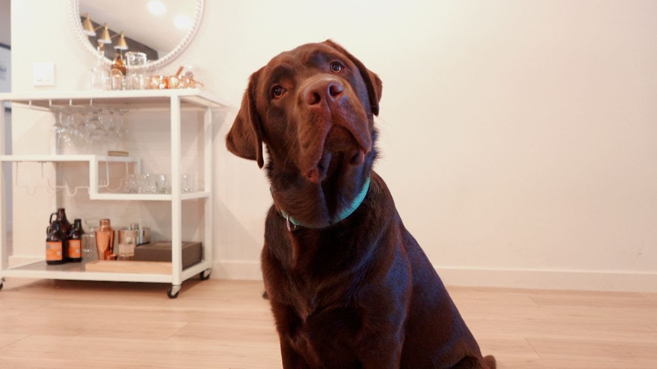 MY LABRADOR RETRIEVER TRIES OUT NEW KIBBLE DISPENSER TOY!!