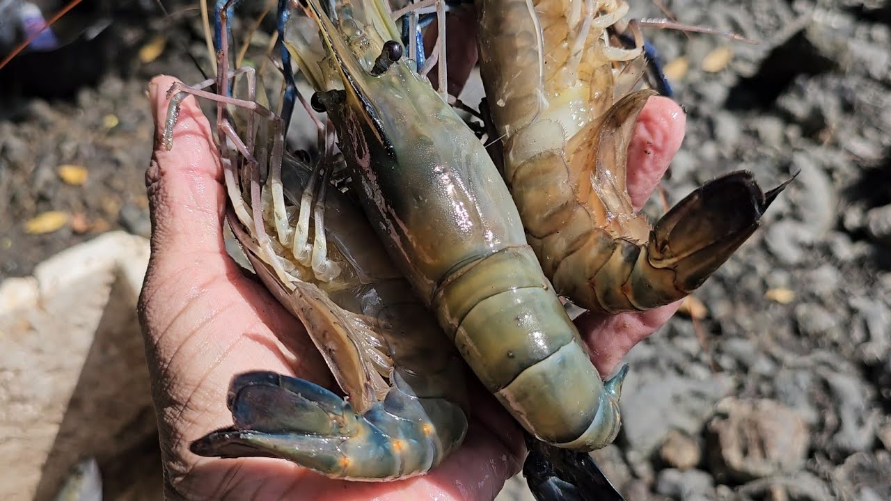 CAMARÃO DA MALÁSIA. PESCA E PREPARO.