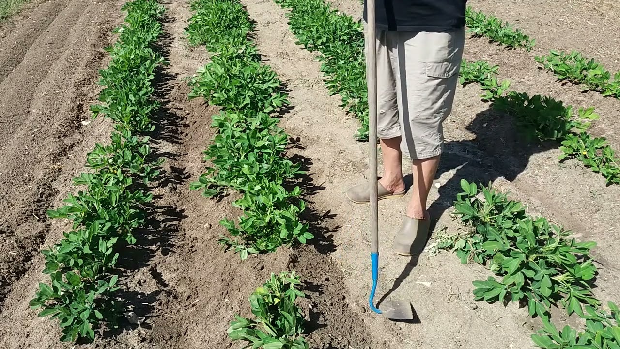 cultiver les cacahuètes en France c'est possible par GIBOURTH