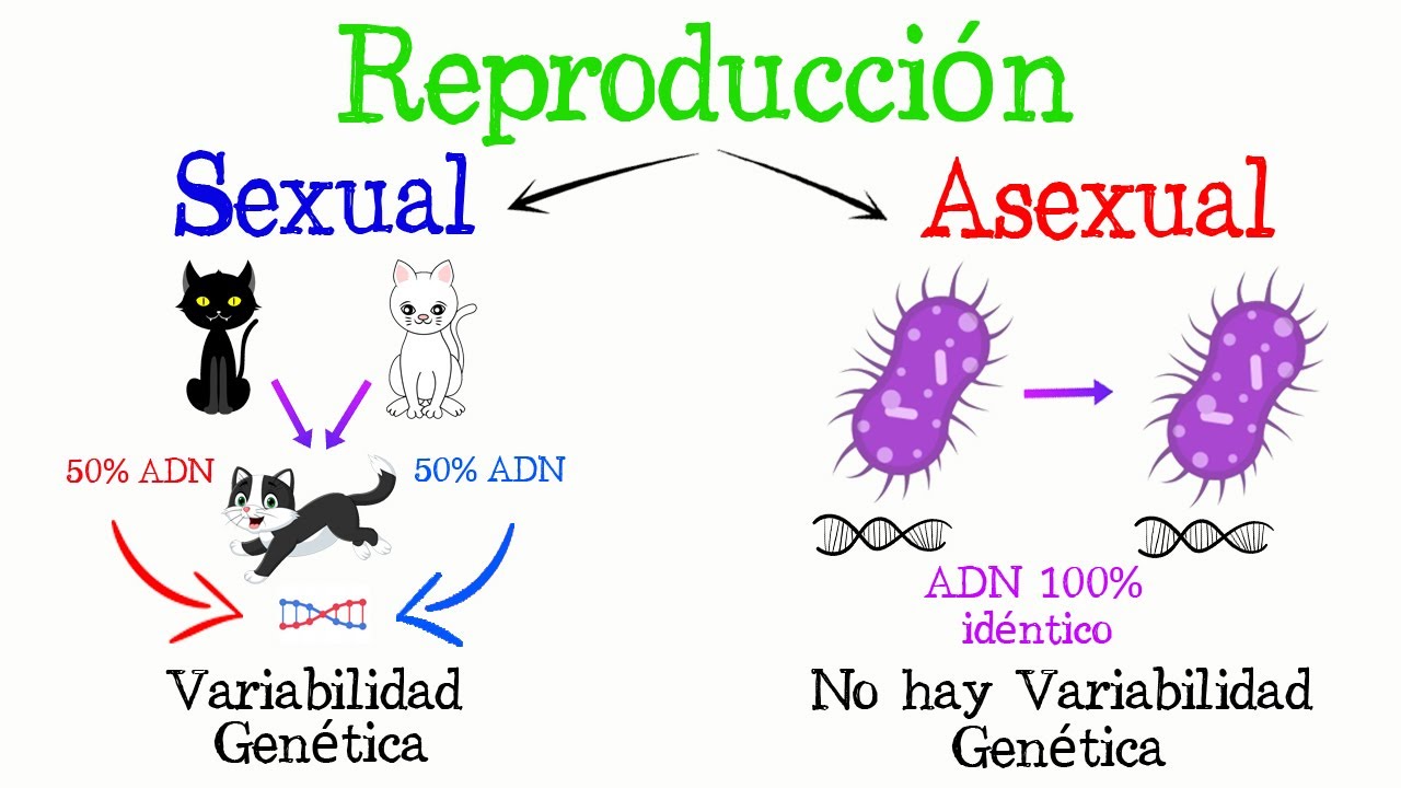 🌿REPRODUCCI&Oacute;N: Sexual y Asexual🐝 [F&aacute;cil y R&aacute;pido] | BIOLOG&Iacute;A |