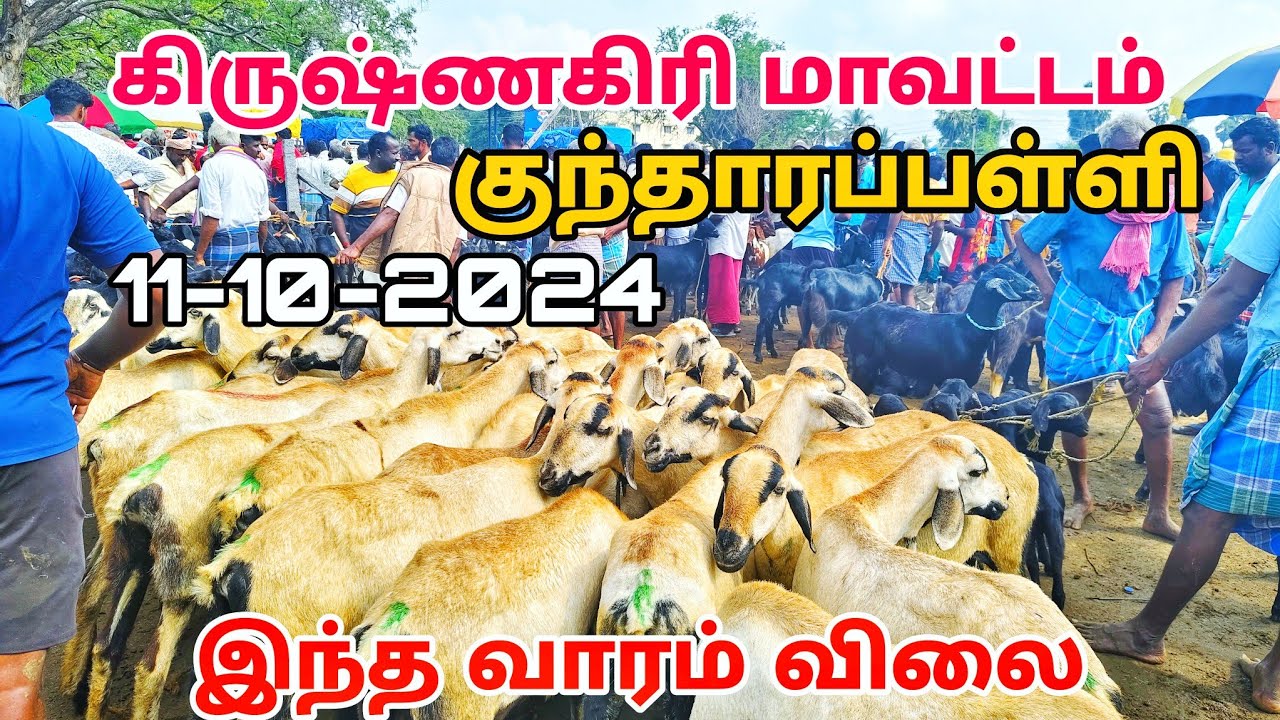 kundarapalli Friday Goat market Krishnagiri district கிருஷ்ணகிரி மாவட்டம் குந்தாரப்பள்ளி ஆட்டு சந்தை