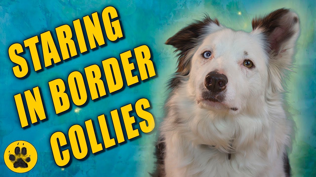 Why Do Border Collies Stare