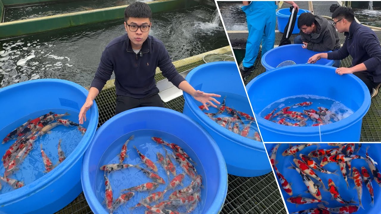 JUMBO TOSAI Koi Fish Hunt at ONE of the BEST SHOWA KOI BREEDER in the WORLD