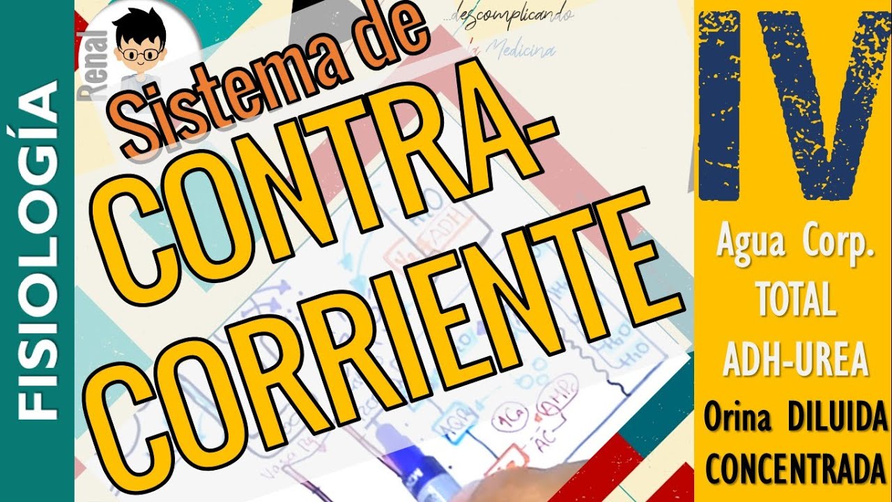 SISTEMA DE CONTRACORRIENTE, Formación de ORINA CONCENTRADA y DILUIDA, ADH FISIOLOGÍA RENAL |P4