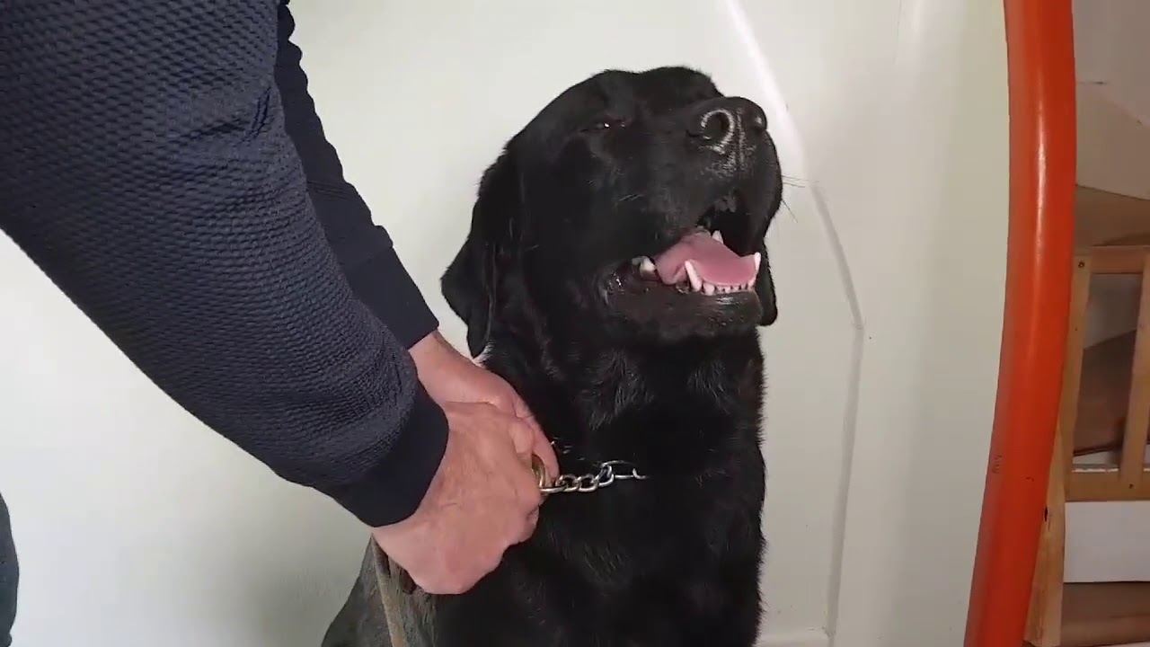SÅDAN FÅR DU DIN HUND TIL AT SLAPPE AF INDENFOR