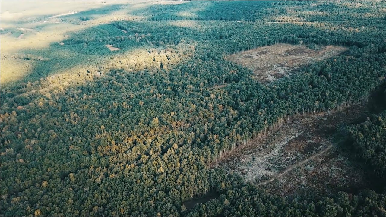 Clearcuts For Deer Hunting - The Management Advantage