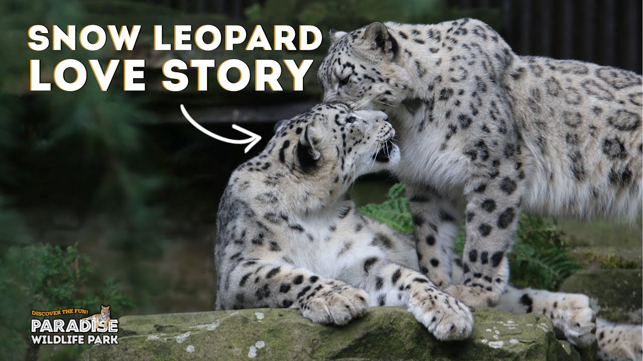 A Snow Leopard Love Story