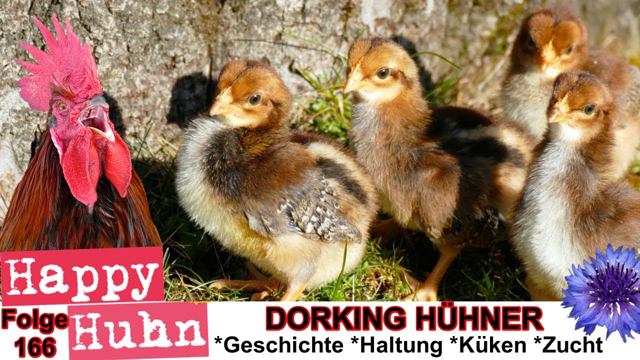 E166 Dorkings im Rasseportrait bei Happy Huhn - Englische Dorking Hühner, Geschichte und Haltung